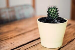 The Idiot’s Guide to Taking Care of House Plants